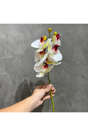 Haste de Orquídea Branca