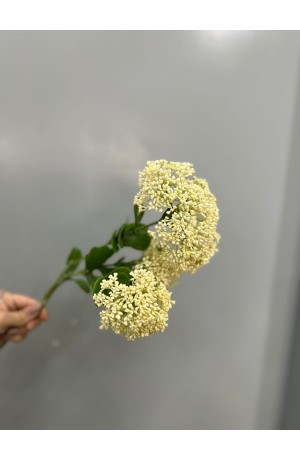 Haste de Telephium Branco - 58cm ( Artificial )